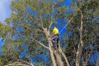 Triple H Tree Service image 4